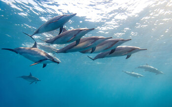 На островах в Таиланде заметили огромную стаю дельфинов